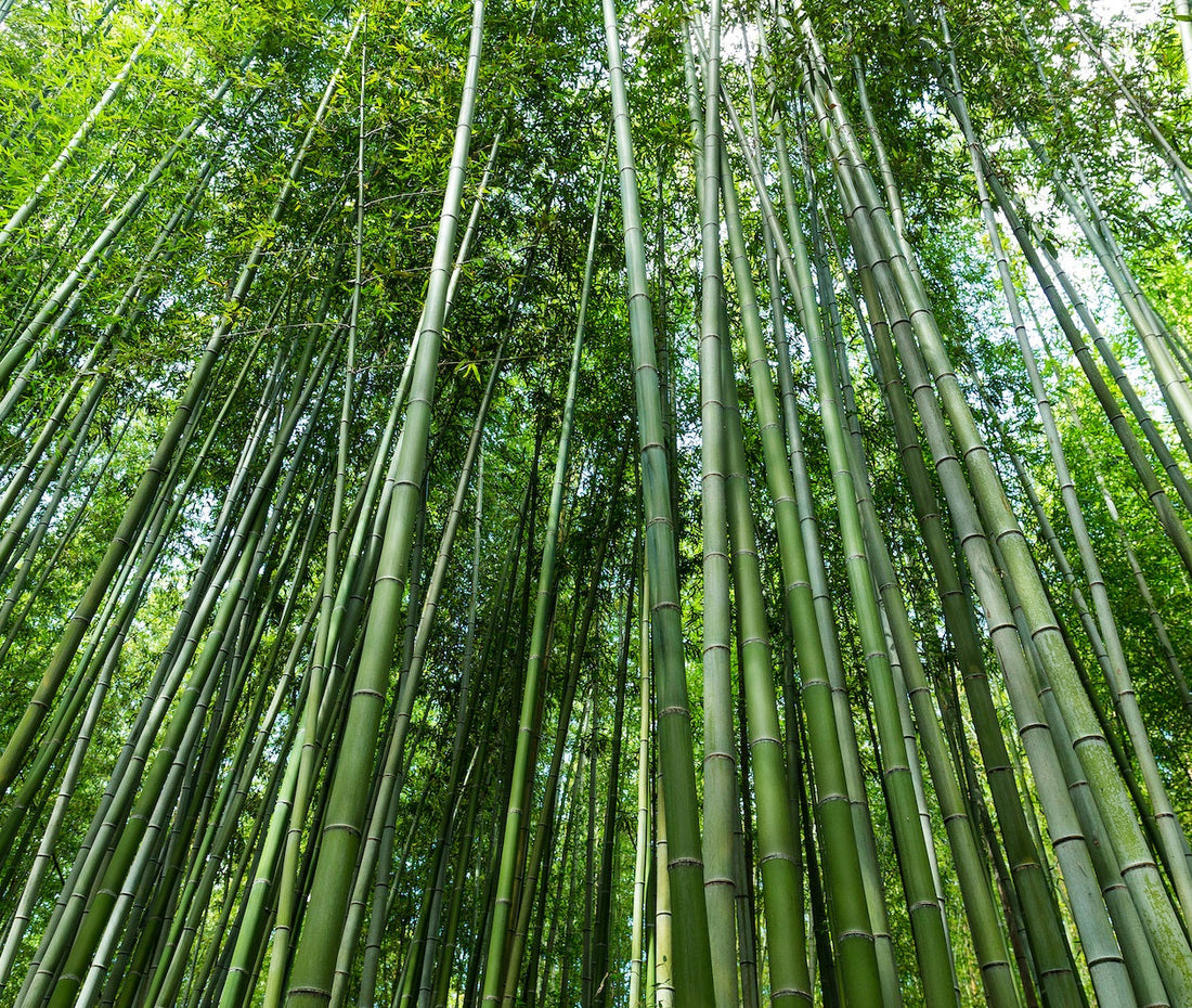 The Benefits of Using Bamboo in Your Kitchen