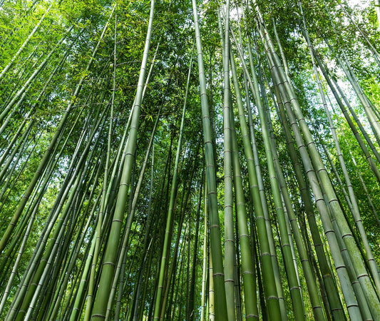 The Benefits of Using Bamboo in Your Kitchen