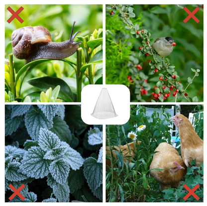 Garden Cloche - Clear Pack of 20 (Includes Metal Stakes)