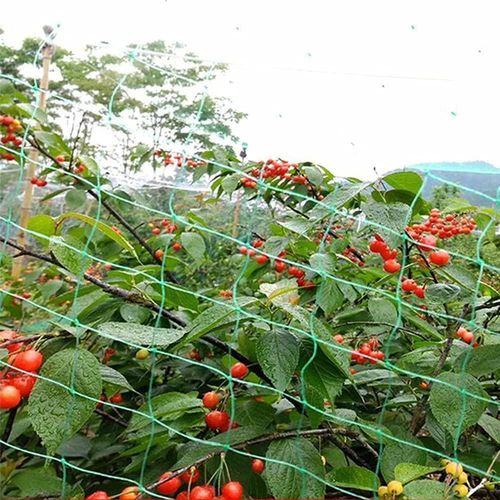 Garden Netting Anti Bird Veg Fruit Plant Pond Net Protection x1 Pcs (2m x 10m)